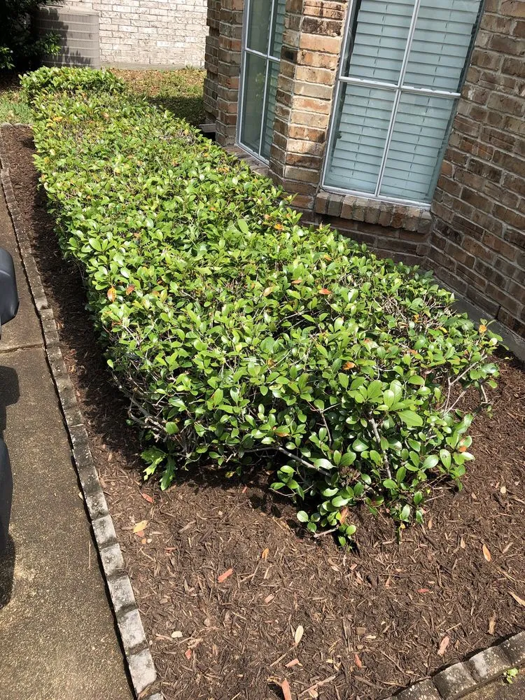 Reliable landscaping services in Houston, TX - BIGREEN Flores Landscaping