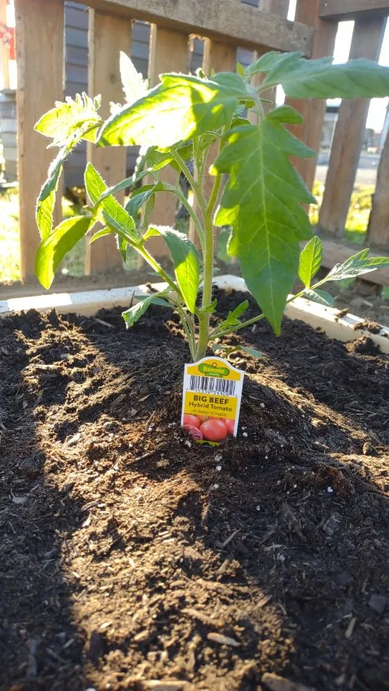 Custom yard cleanup service for beautiful yards in Billings, MT by BigSky Lawn & Garden