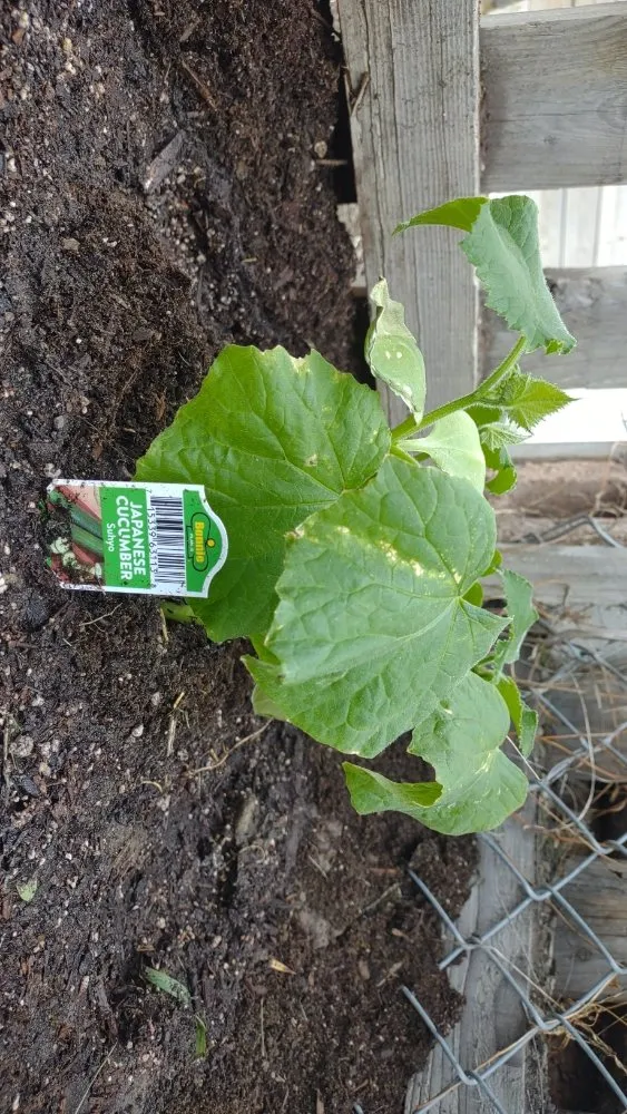 Top-rated yard maintenance near you in Billings, MT by BigSky Lawn & Garden