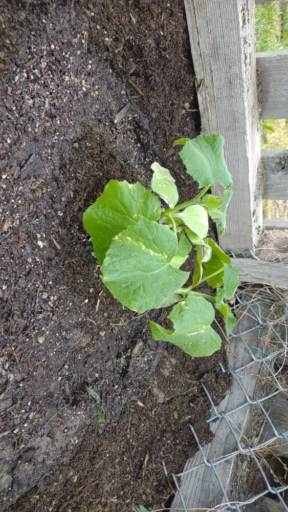 Expert outdoor landscaping in Billings, MT by BigSky Lawn & Garden