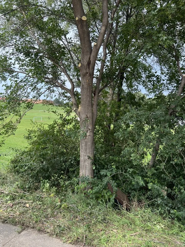 Reliable lawn mowing service for year-round maintenance in Red Oak, IA by Bigtree tree service and landscaping