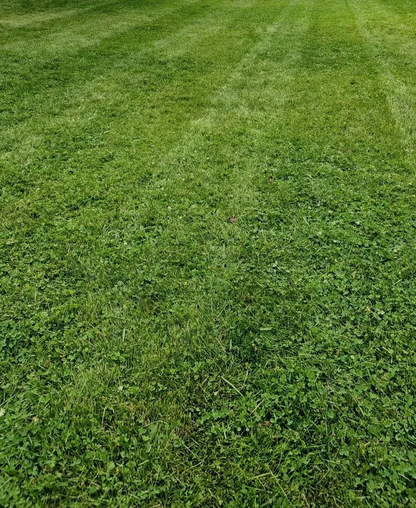 Expert lawn care service for year-round maintenance across Brookfield, IL - Bill & Gill's Property Maintenance