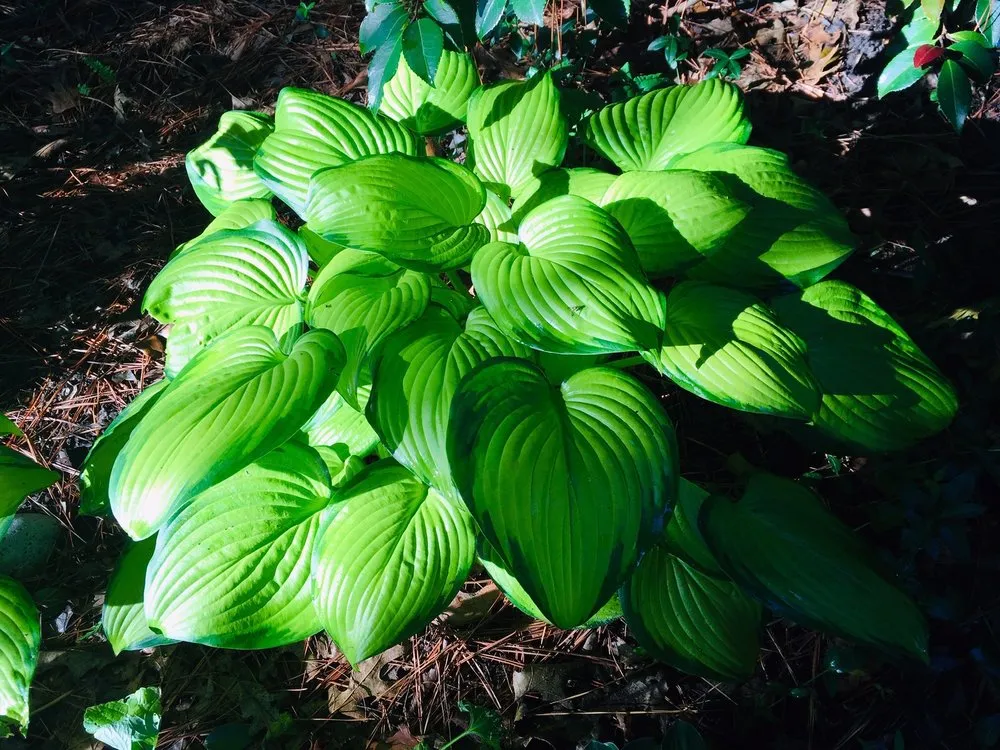 Top-rated yard cleanup service in Broken Arrow, OK by Bill Detherage Harbor Landscape