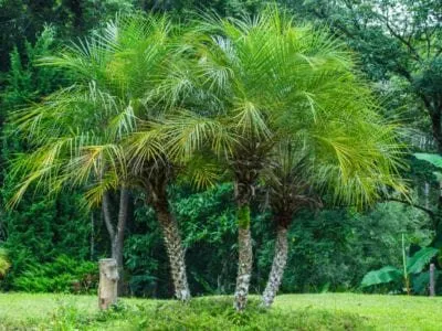 Local garden landscaping in Belleair Blf, FL - Bill Evans Lawn & Landscaping