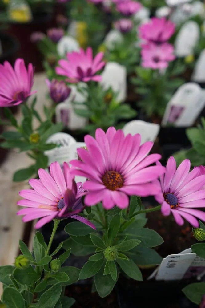 Trusted outdoor landscaping in Billings, MT - Billings Nursery & Landscaping