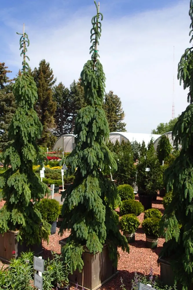 Trusted landscape design for homes across Billings, MT - Billings Nursery & Landscaping