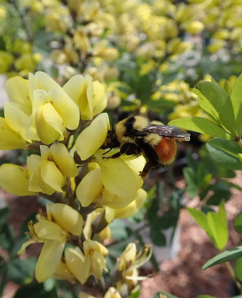 Professional outdoor landscaping for outdoor upgrades across Billings, MT - Billings Nursery & Landscaping