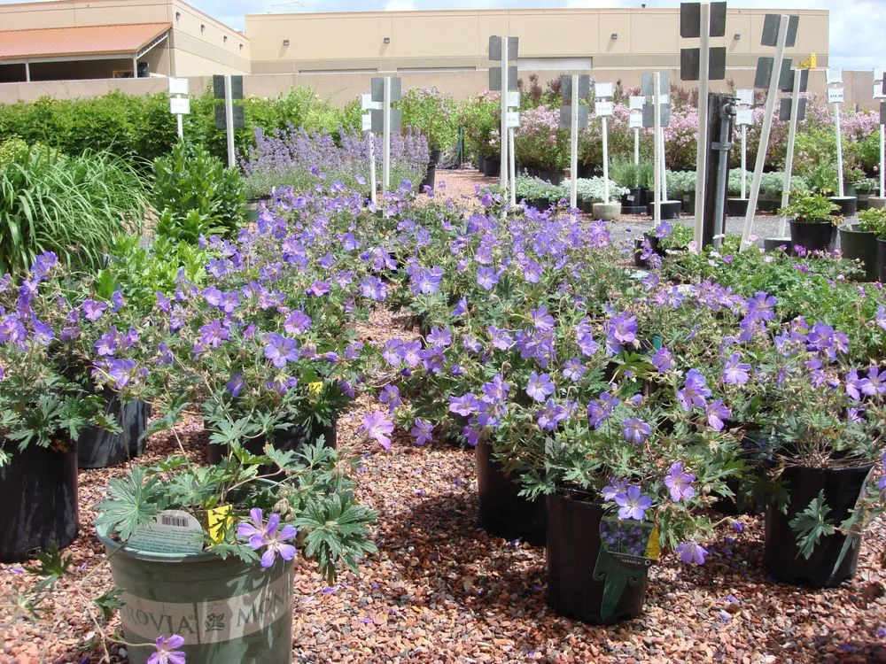 Reliable lawn care service for year-round maintenance in Billings, MT by Billings Nursery & Landscaping