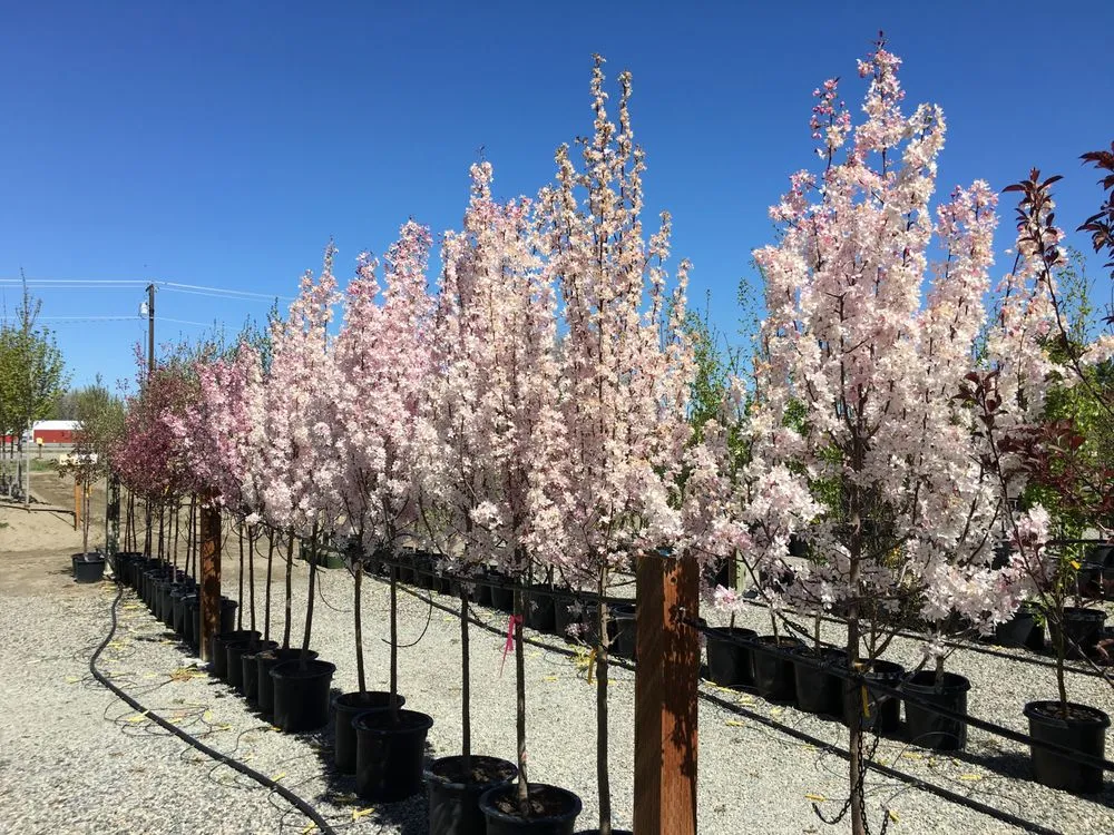 Local lawn care service in Billings, MT - Billings Nursery & Landscaping