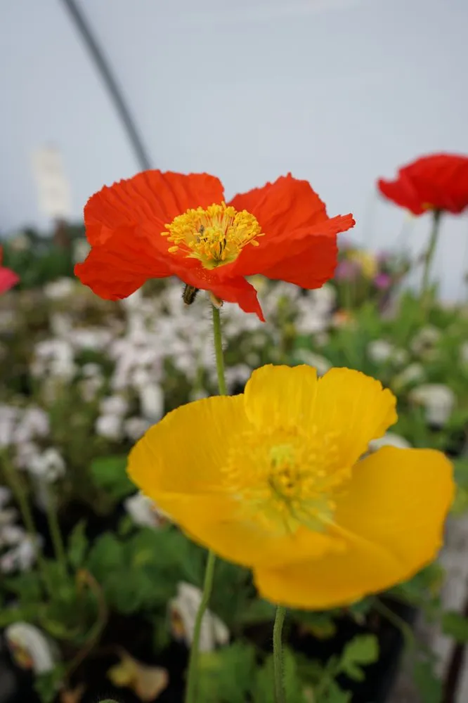 Affordable landscape design experts serving Billings, MT - Billings Nursery & Landscaping