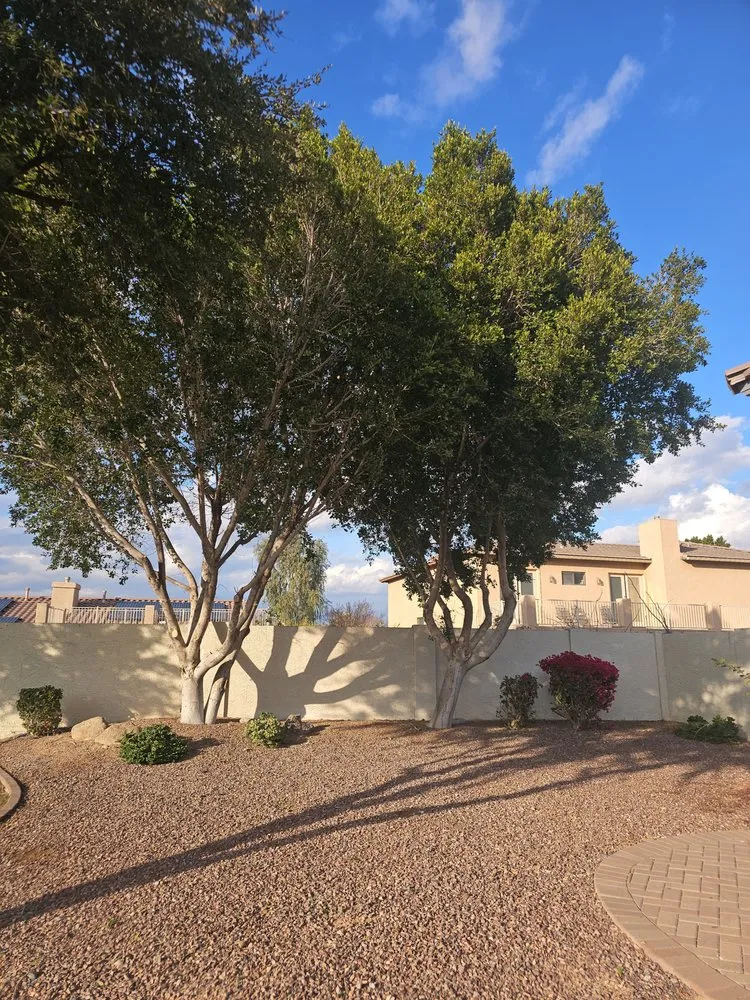 Top-rated lawn care service near you across Phoenix, AZ - Billionaire Landscape Hardscape