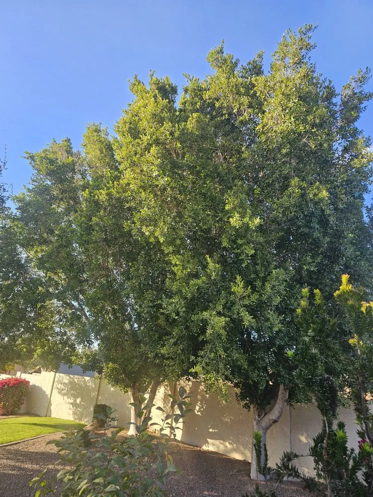 Expert garden landscaping experts serving Phoenix, AZ - Billionaire Landscape Hardscape