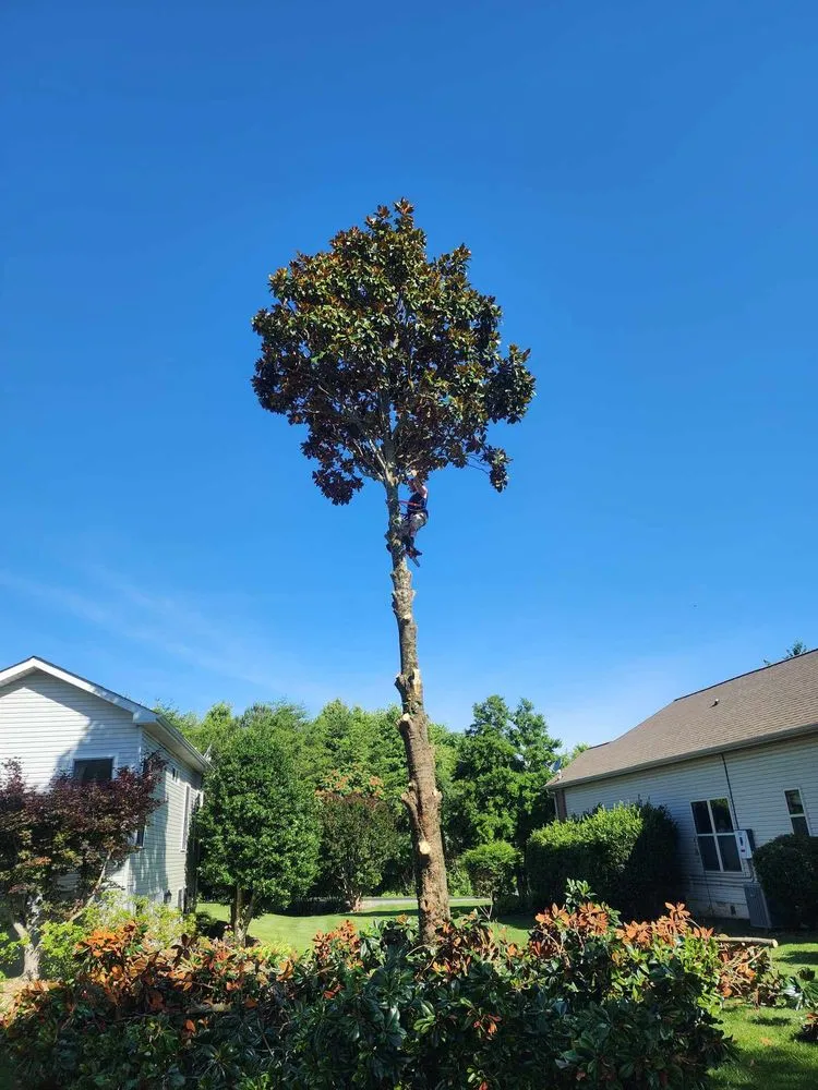 Custom yard maintenance experts serving Vonore, TN - Bill's Bobcat Service