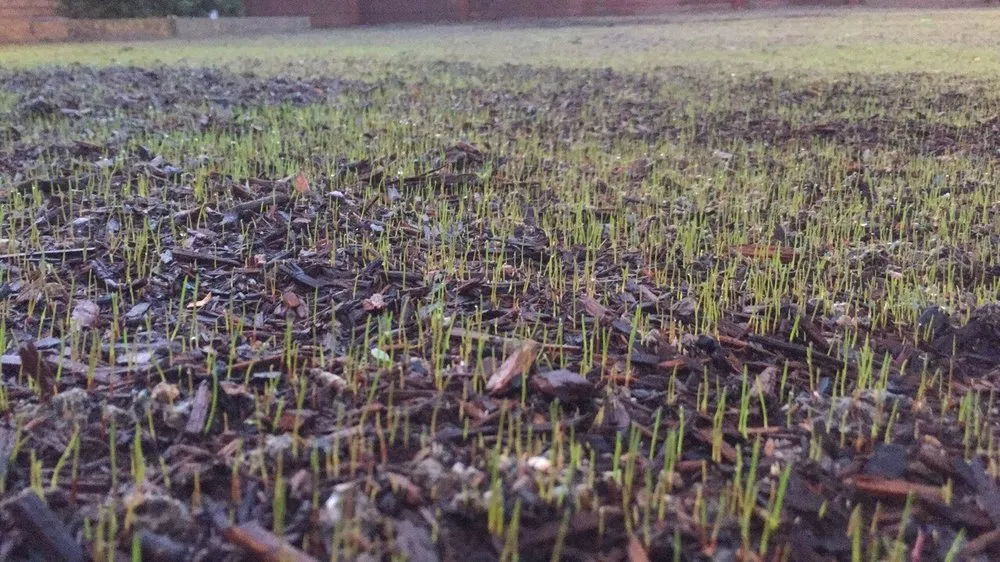 Reliable landscaping services for homes across Corona, CA - Bill's Hydroseed