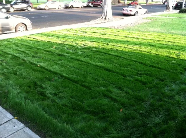 Local lawn care service with custom design across Corona, CA - Bill's Hydroseed