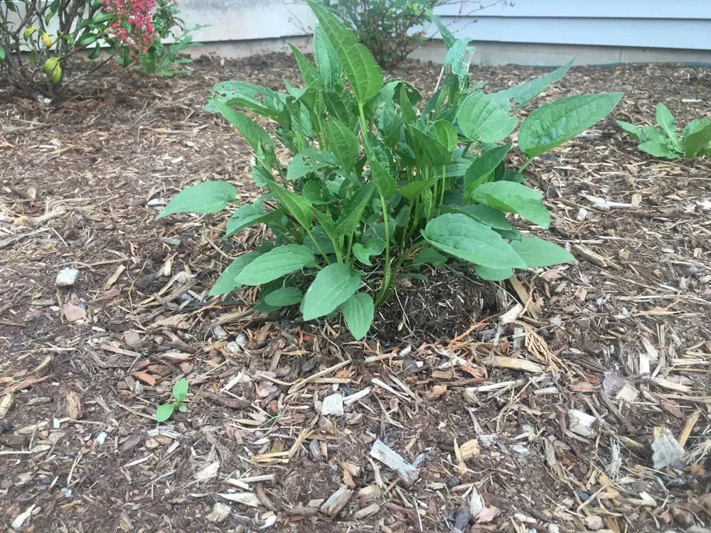 Professional yard maintenance for beautiful yards in Enfield, CT by Bill's Landscaping