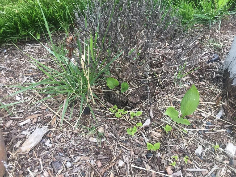 Top-rated yard cleanup service experts serving Enfield, CT - Bill's Landscaping