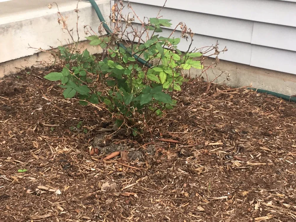 Expert outdoor landscaping experts serving Enfield, CT - Bill's Landscaping