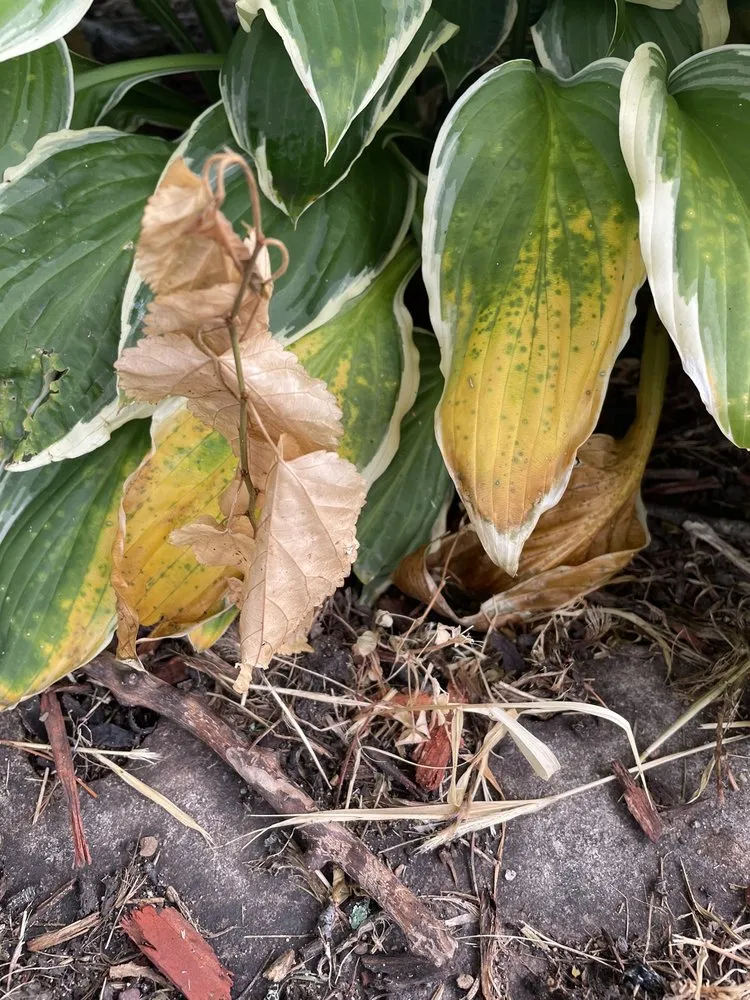 Expert landscape design for homes in Frankfort, IL by Bill's Lawn Maintenance & Landscaping