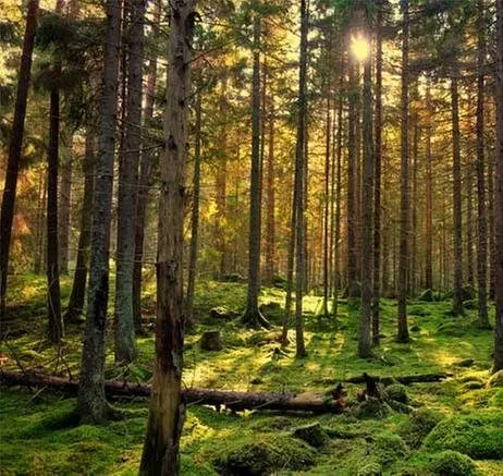 Local landscaping services in San Jose, CA by Bill's Tree Care & Landscape