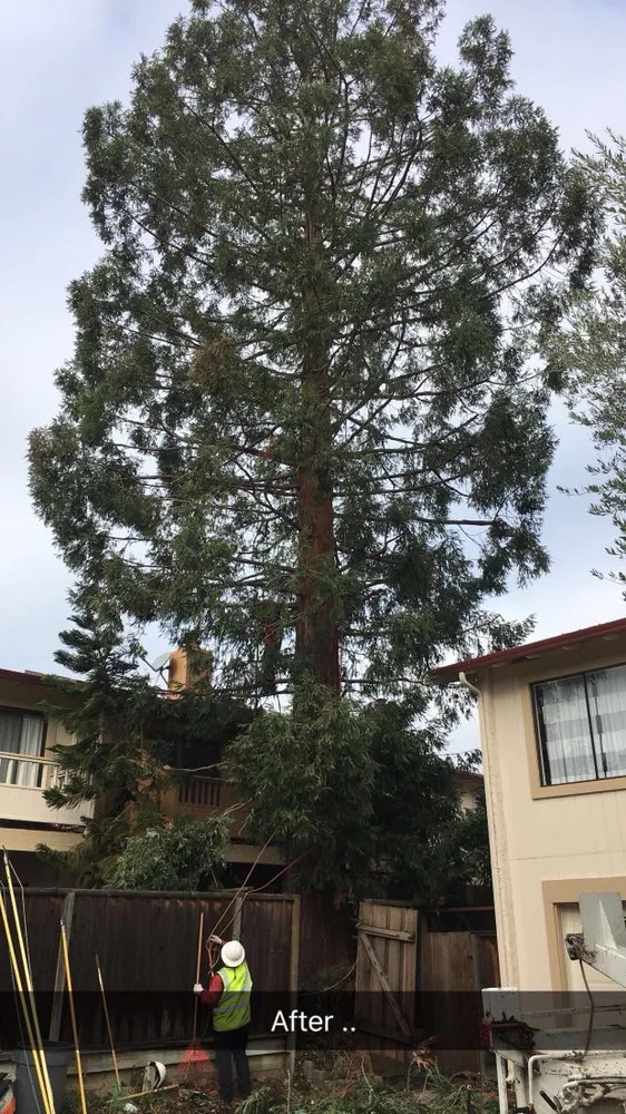 Trusted residential landscaping experts serving San Jose, CA - Bill's Tree Care & Landscape