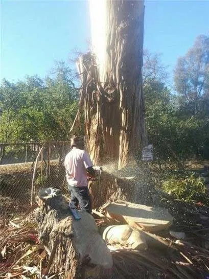 Professional garden landscaping for residential properties in San Jose, CA by Bill's Tree Care & Landscape