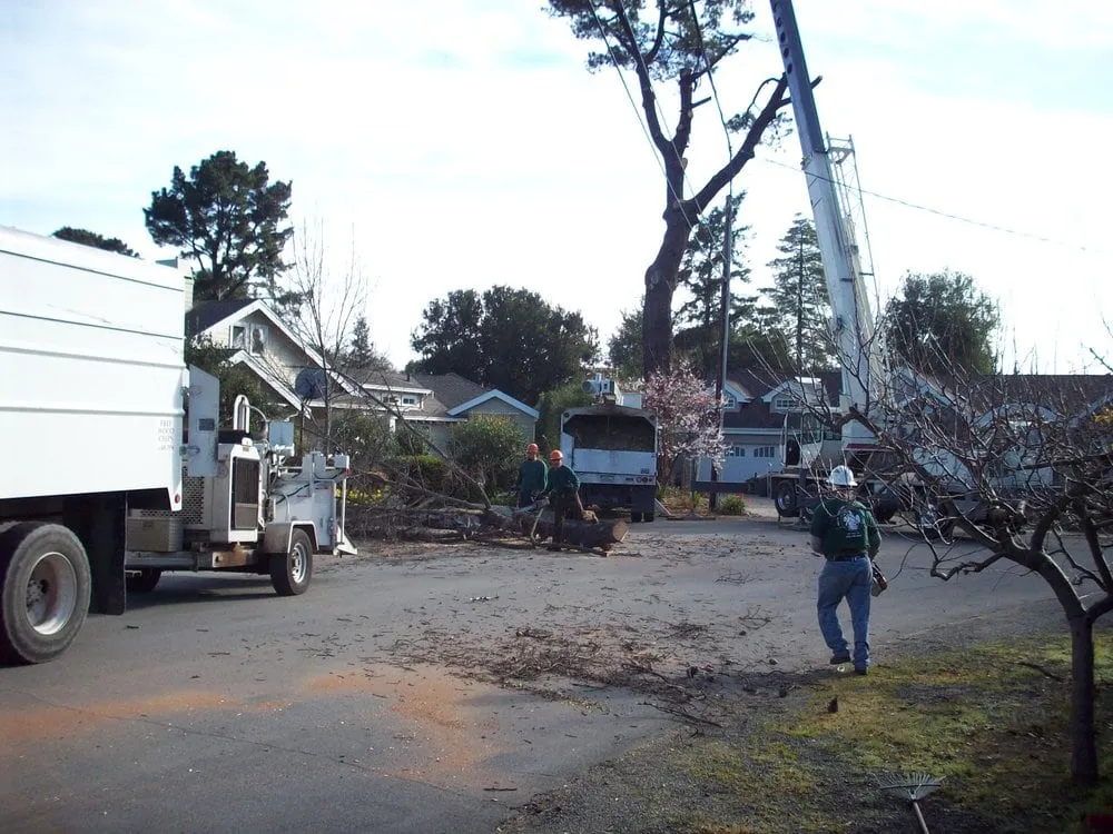 Affordable lawn care service experts serving San Jose, CA - Bill's Tree Care & Landscape