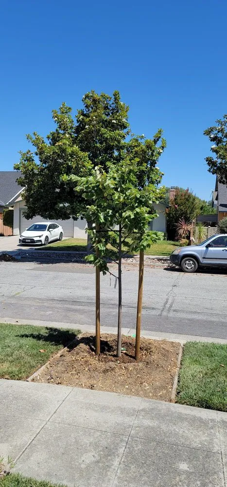 Local landscape design near you across San Jose, CA - Bill's Tree Care & Landscape