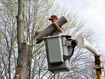 Local yard cleanup service for homes in San Jose, CA by Bill's Tree Care & Landscape