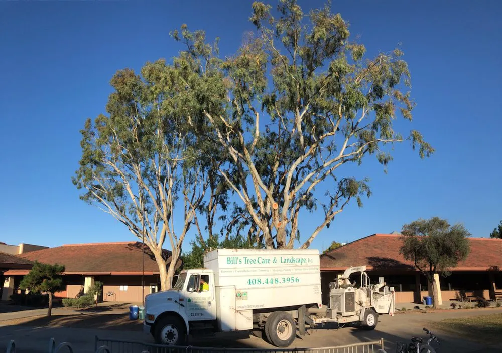 Affordable landscape installation in San Jose, CA by Bill's Tree Care & Landscape