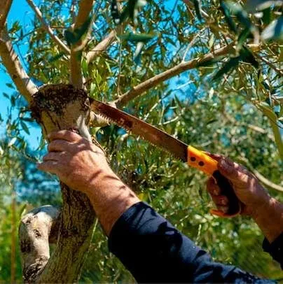 Trusted yard cleanup service for year-round maintenance in San Jose, CA by Bill's Tree Care & Landscape