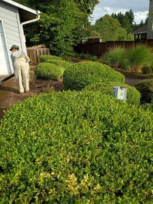 Bills Yard Care Logo