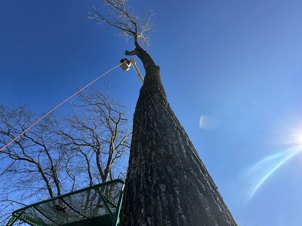 Top-rated yard maintenance in Winchester, KY by Billy Hummer's Tree Service and Landscaping