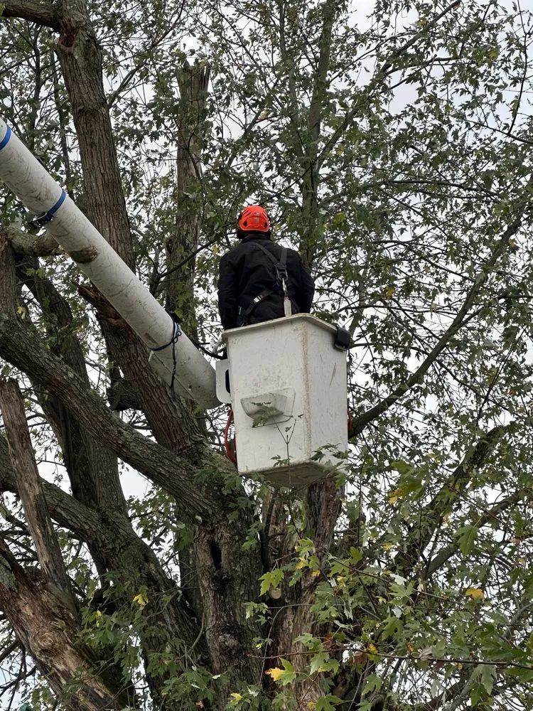 Affordable landscape design for year-round maintenance across Winchester, KY - Billy Hummer's Tree Service and Landscaping