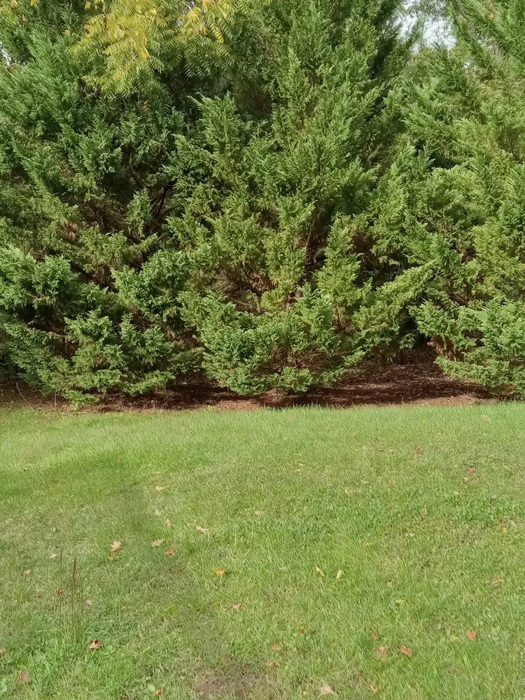 Trusted lawn care service in Winchester, VA by Billy's Fall Clean Up