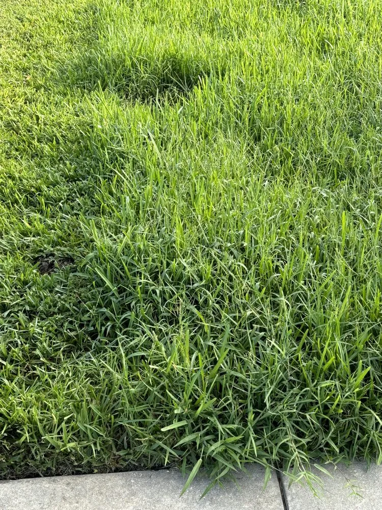 Custom landscape installation in Winter Garden, FL - Billy's Lawn Care Professionals