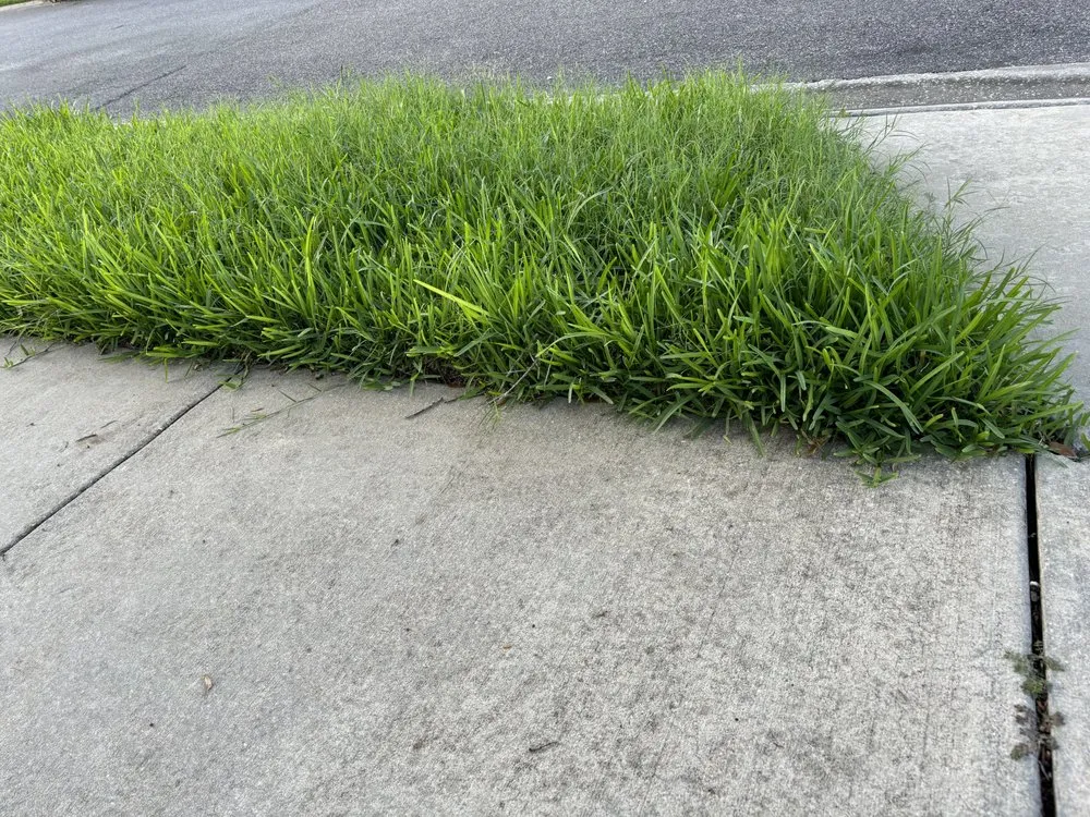 Local lawn mowing service experts serving Winter Garden, FL - Billy's Lawn Care Professionals