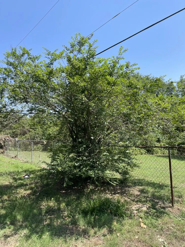 Local yard maintenance in Warner, OK by Billy’s Lawn Care