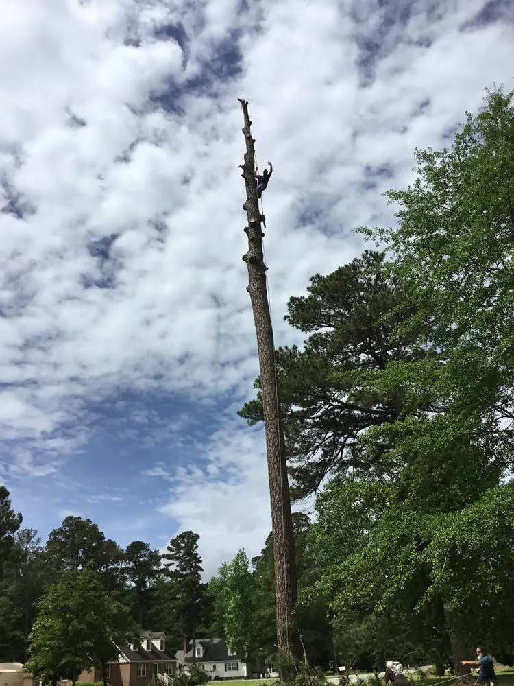 Reliable garden landscaping in Greenville, NC by Billy's Tree Services