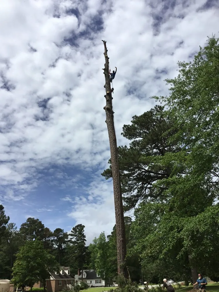 Expert yard maintenance in Greenville, NC by Billy's Tree Services