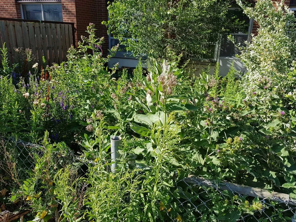 Professional lawn mowing service for residential properties across Phoenix, AZ - Biltmore Lawn Care