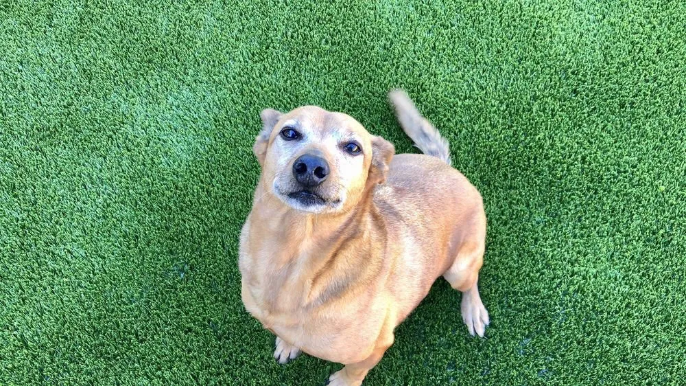 Reliable residential landscaping in Boise City, ID by Biltright Turf