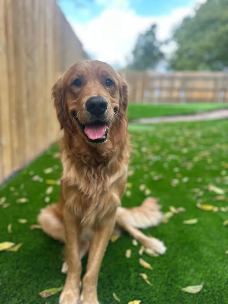 Expert landscape design for beautiful yards across Dallas, TX - Biltright Turf