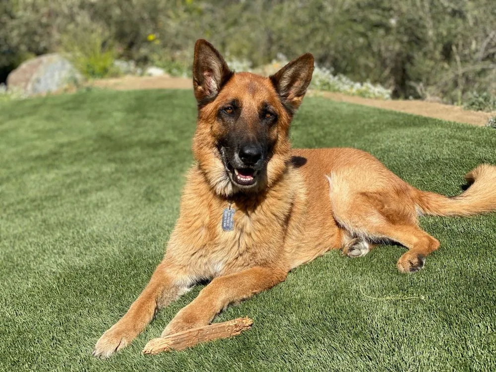 Top-rated landscape installation experts serving Miami, FL - Biltright Turf