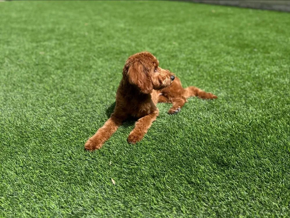 Custom yard maintenance experts serving Raleigh, NC - Biltright Turf