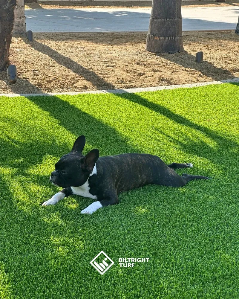 Trusted yard maintenance in Raleigh, NC by Biltright Turf