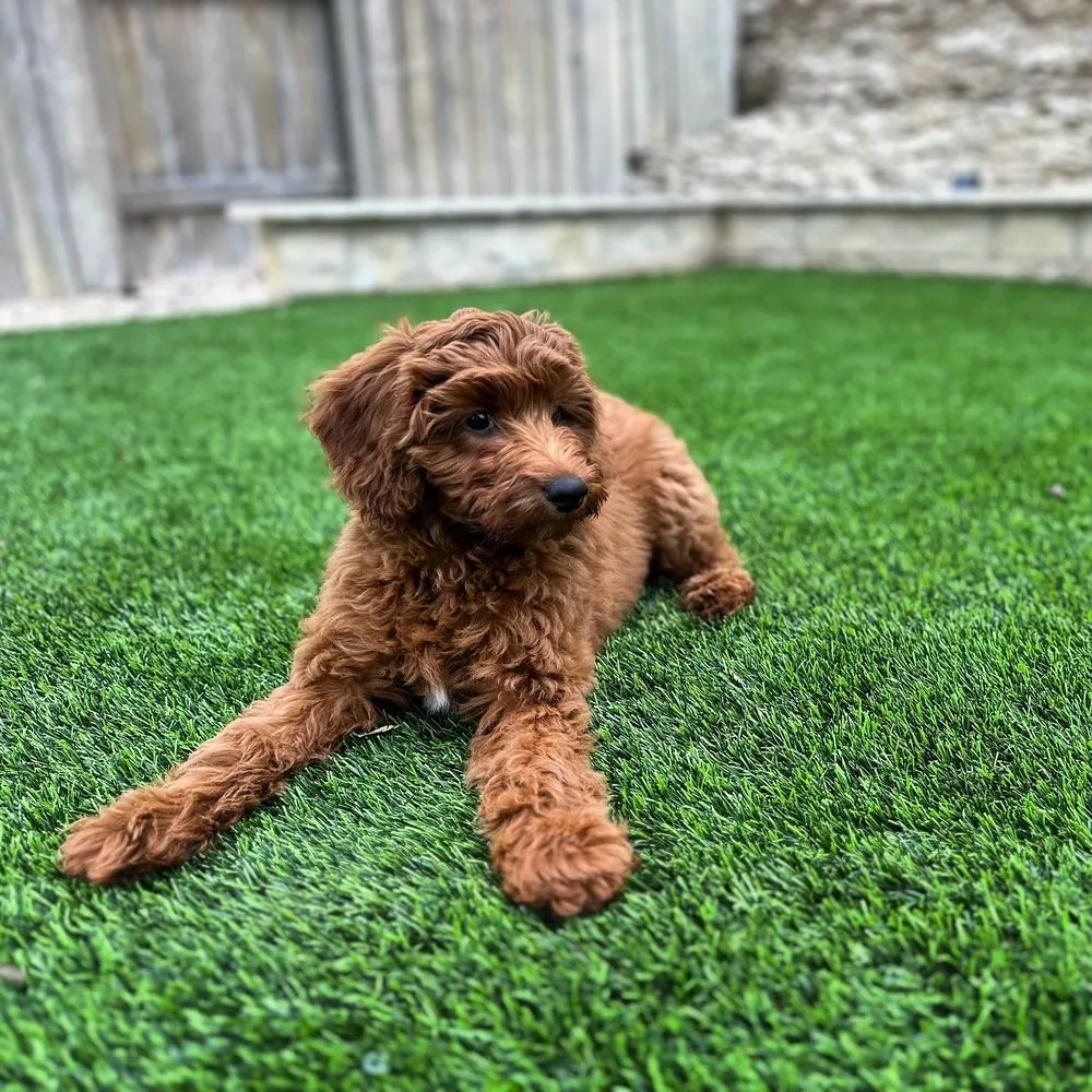 Professional landscaping services in Raleigh, NC by Biltright Turf