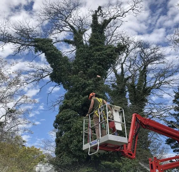 Reliable yard cleanup service for beautiful yards across Vineyard Haven, MA - Bilzerian Tree & Land Services