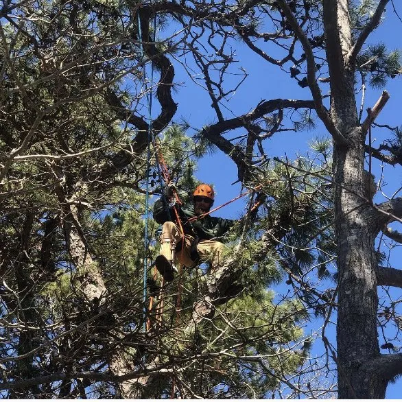 Affordable yard cleanup service for outdoor upgrades in Vineyard Haven, MA by Bilzerian Tree & Land Services