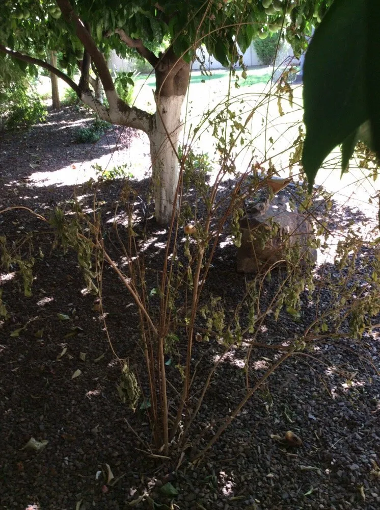 Custom landscape design in Scottsdale, AZ by Bim's Lawn & Landscaping Service